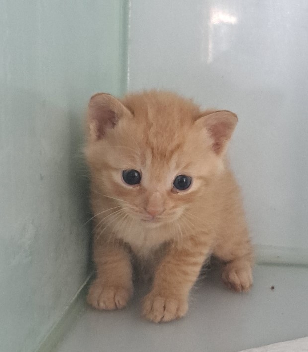 울산유기동물보호센터_431371202300171